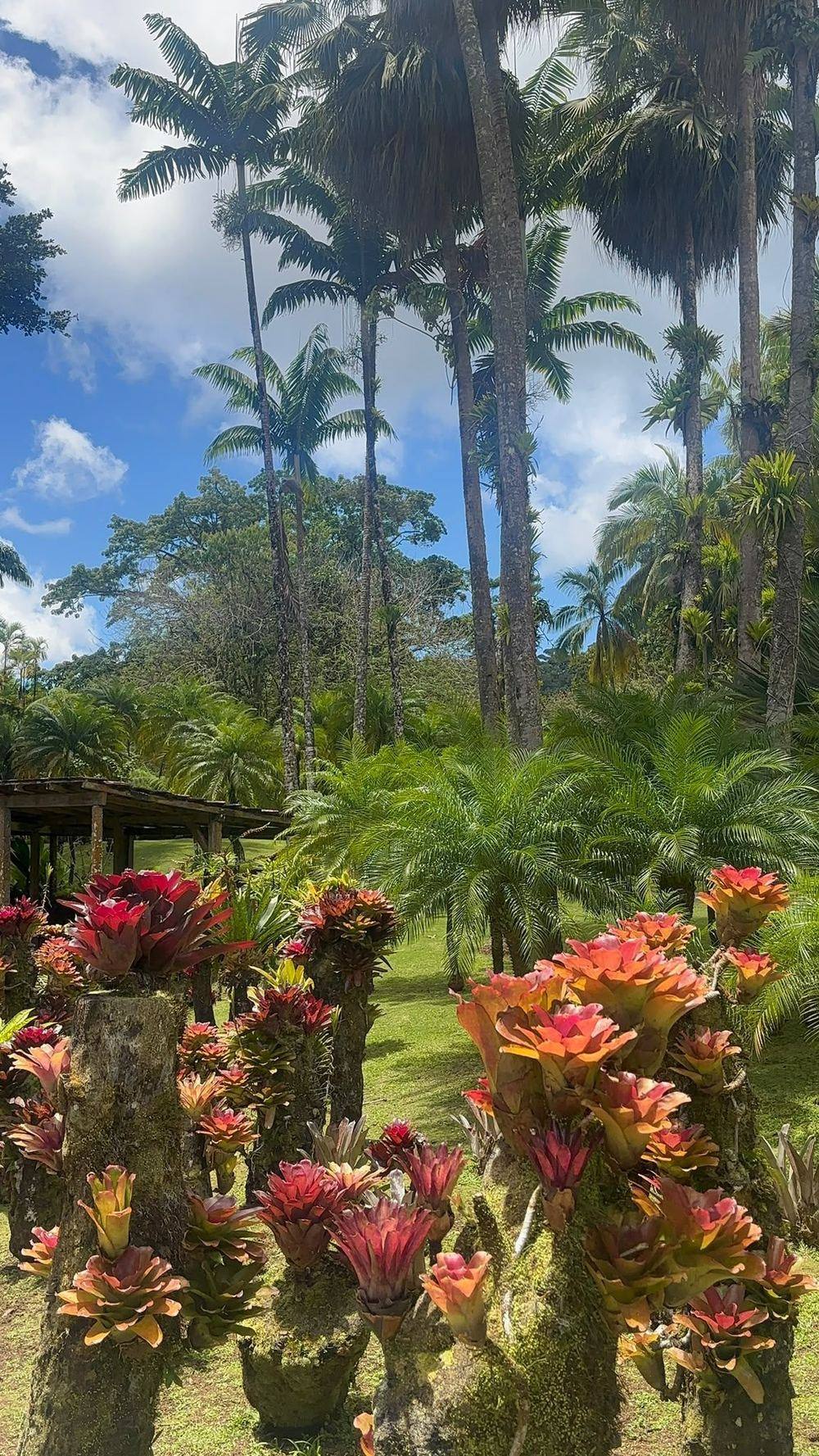 Jardin botanique tropical fleuri
